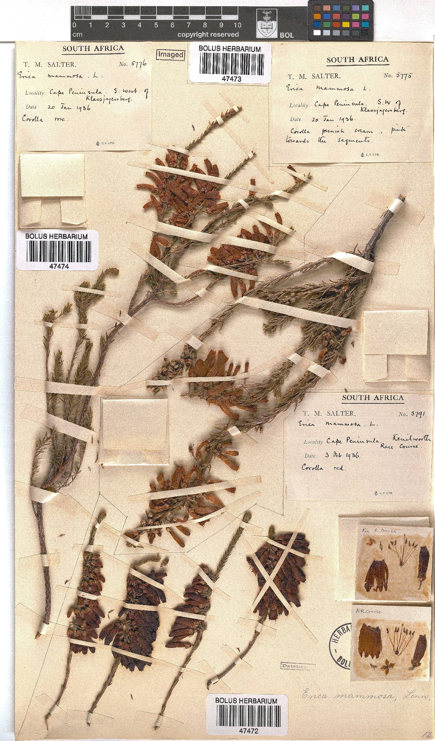 Erica mammosa image