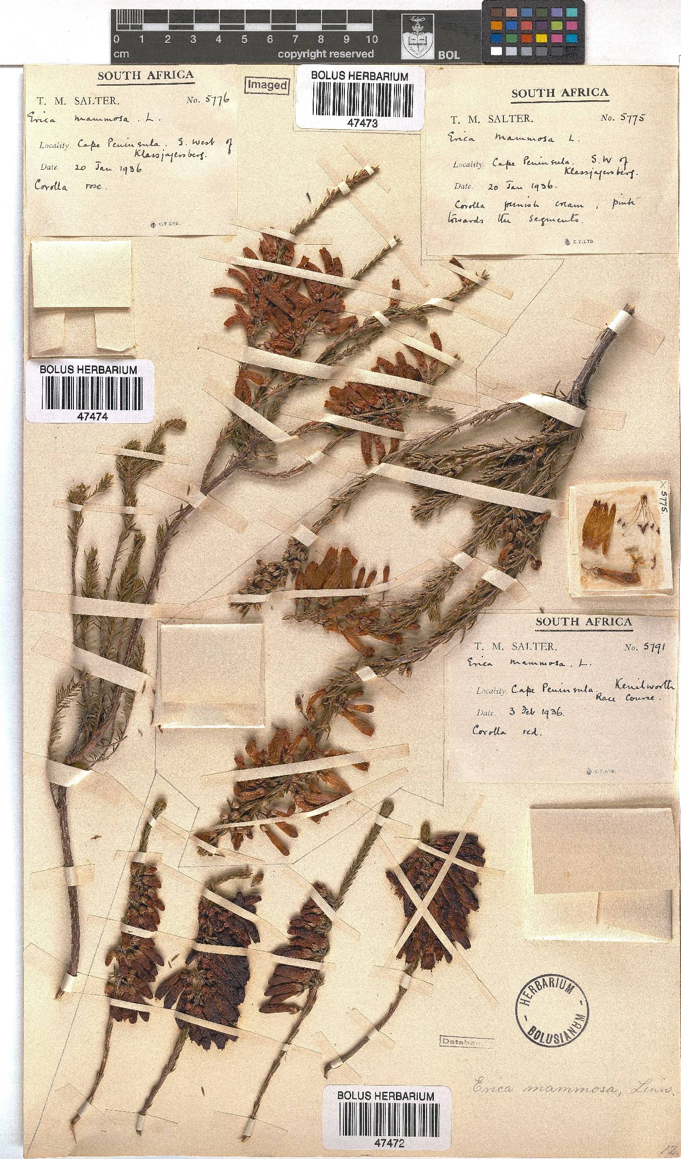 Erica mammosa image