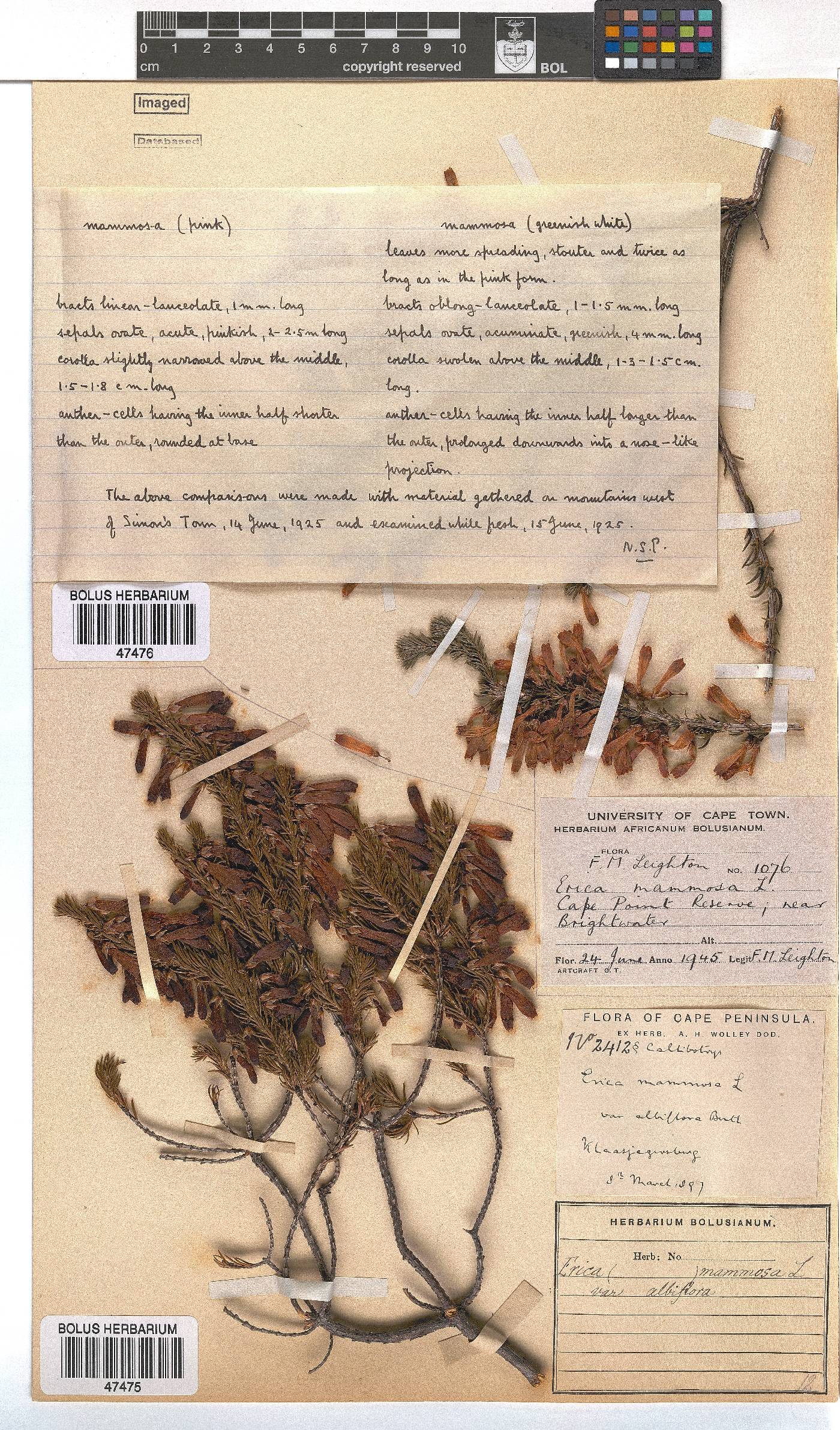 Erica mammosa image