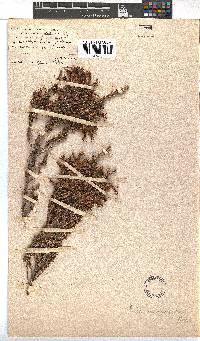 Erica monadelphia image