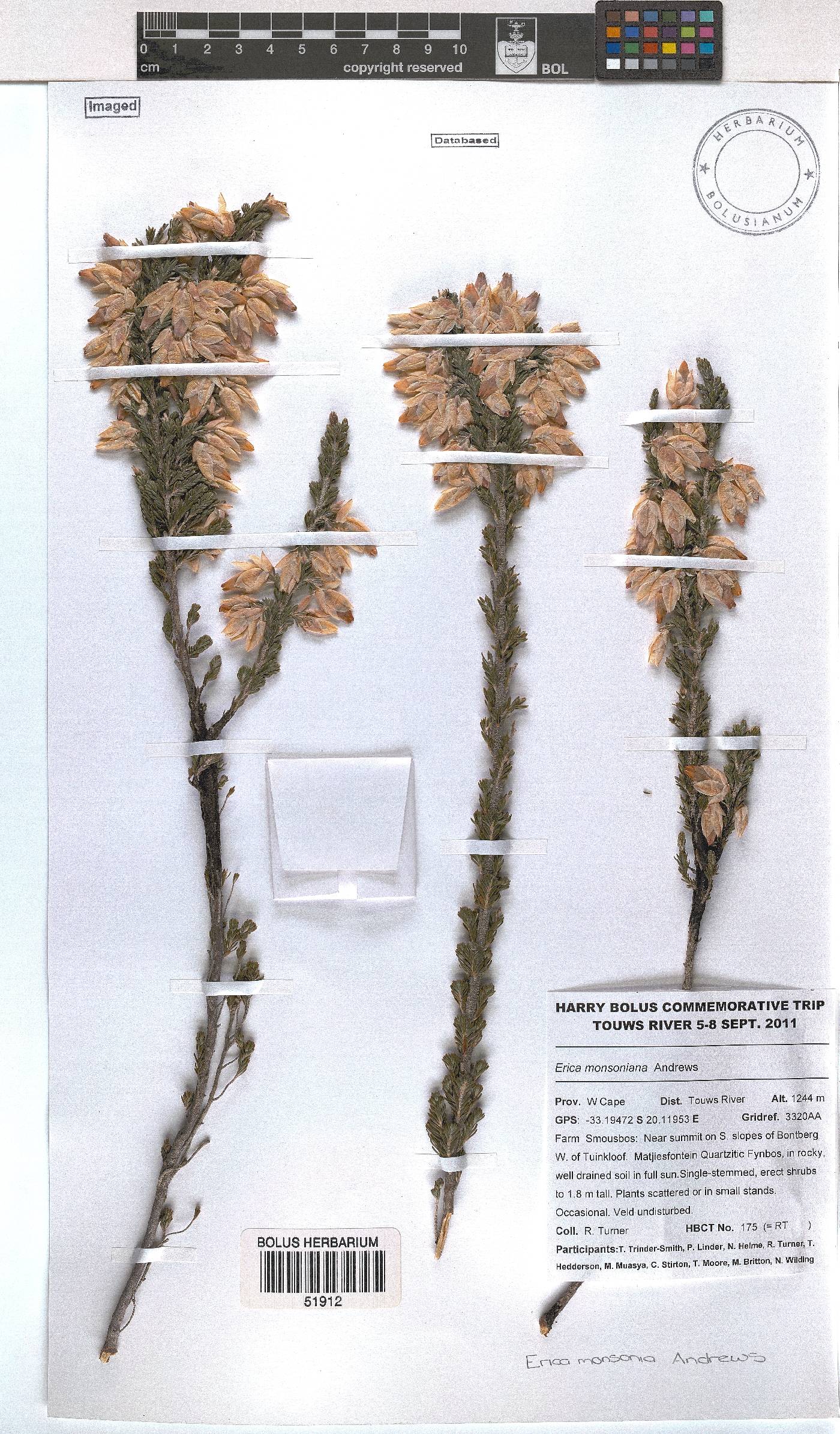 Erica monsoniana image