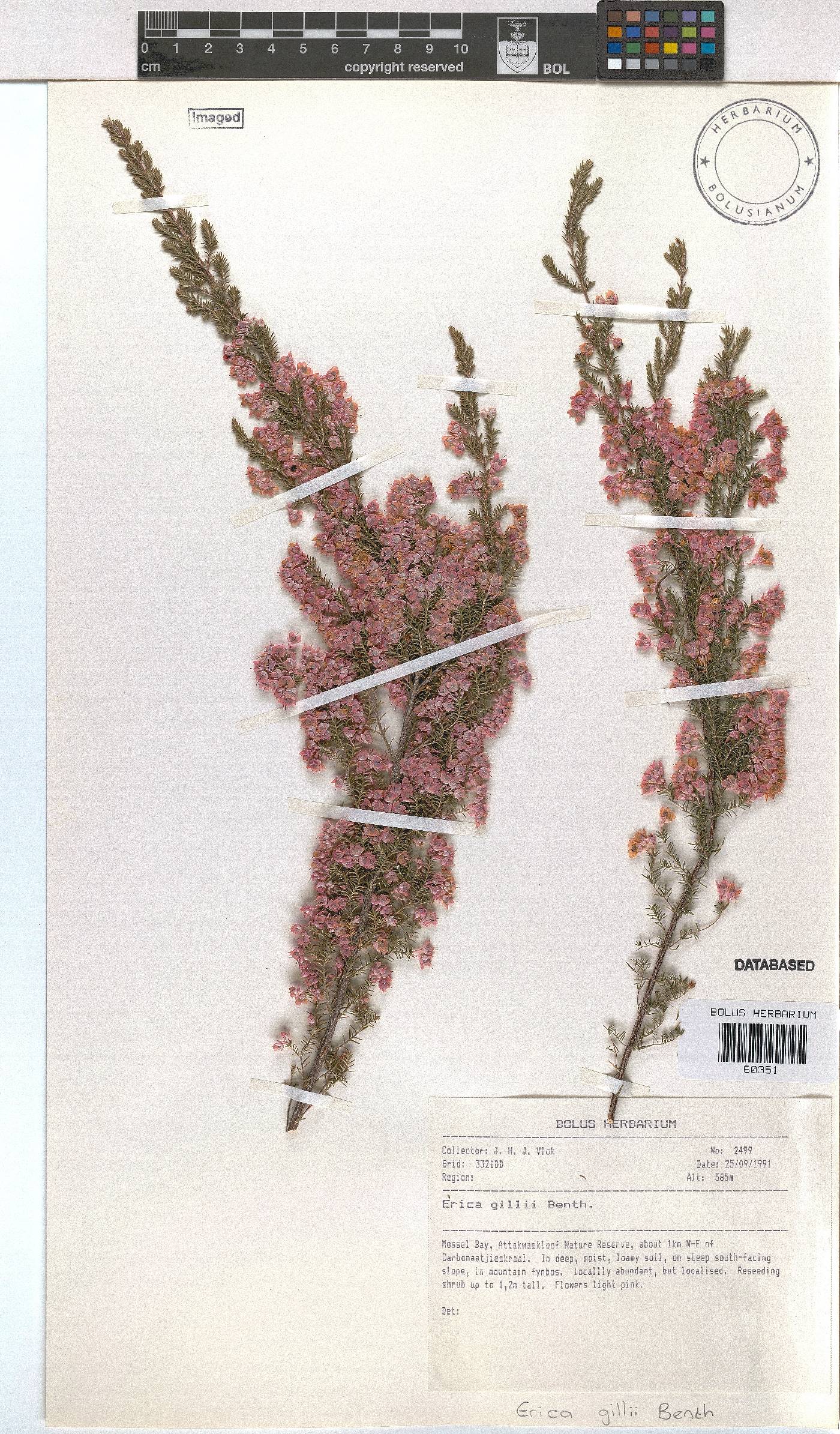 Erica gillii image