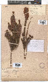 Erica abietina subsp. constantiana image