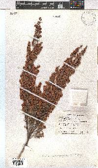 Erica quadrangularis image