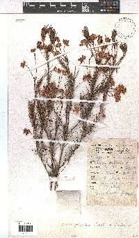 Erica polifolia image