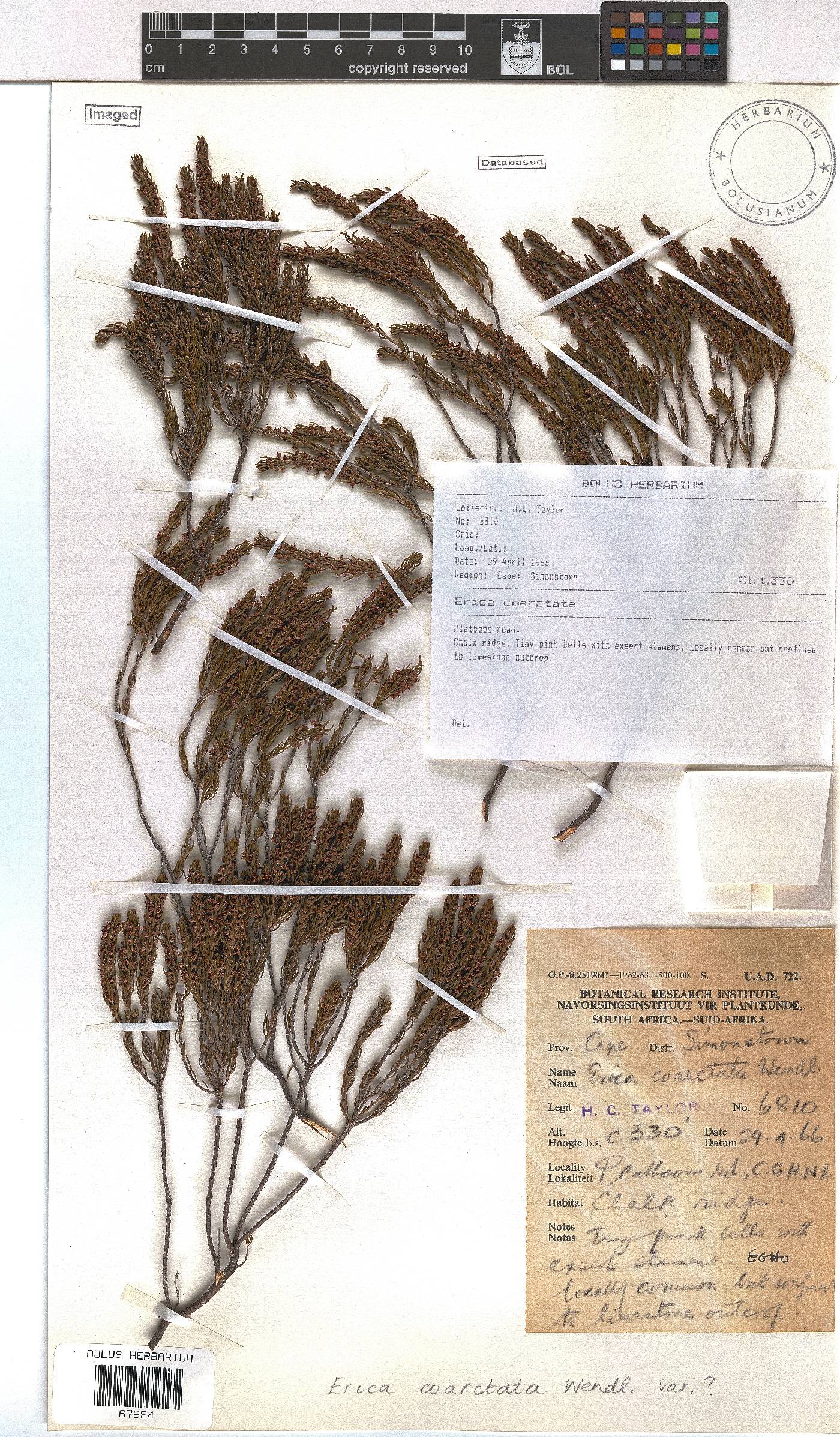 Erica coarctata image