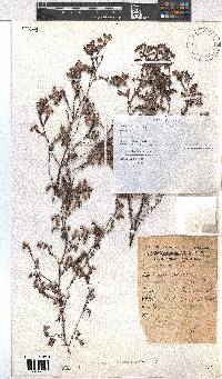 Erica bruniades image