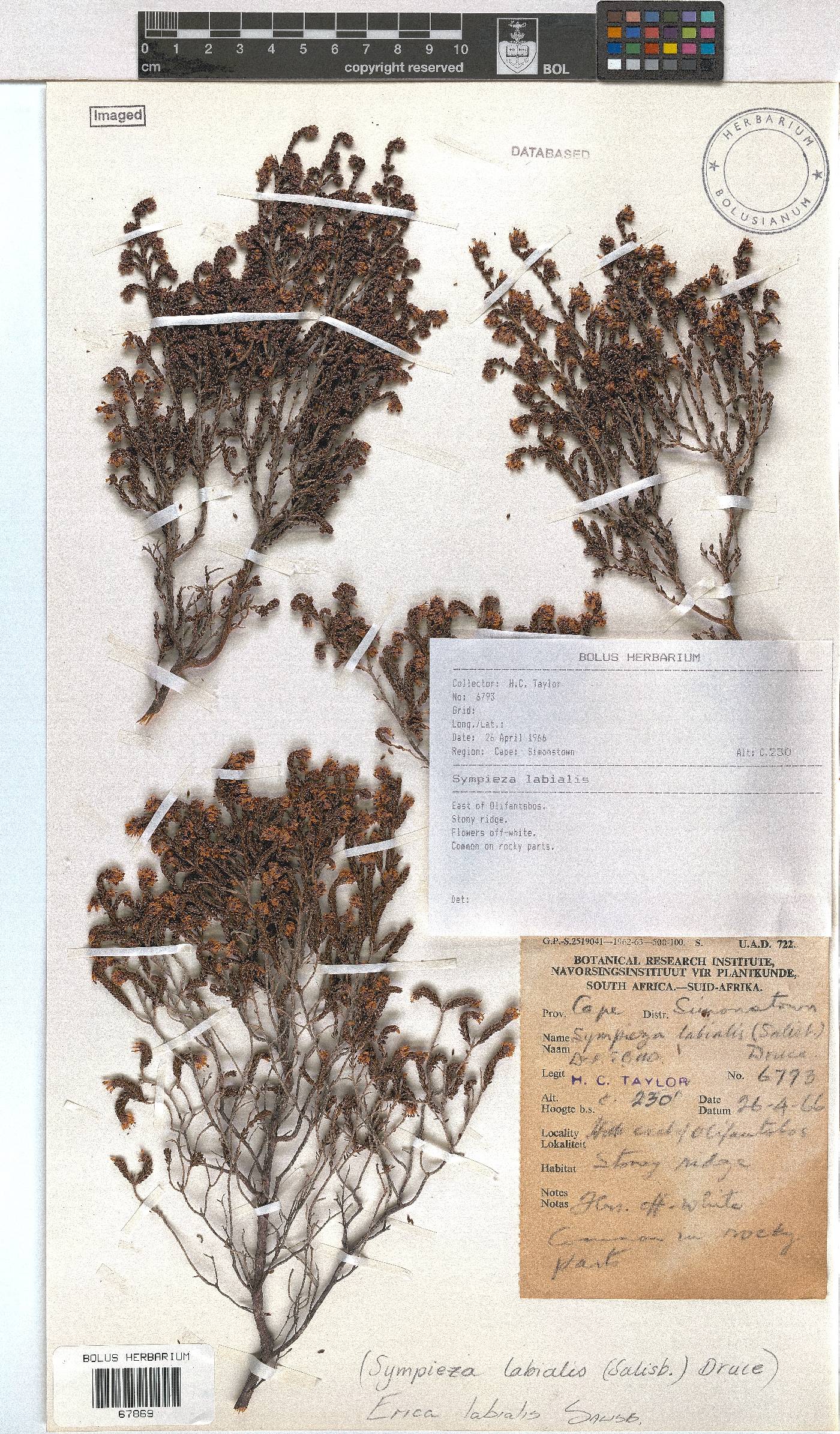 Erica labialis image