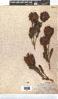 Erica sessiliflora image