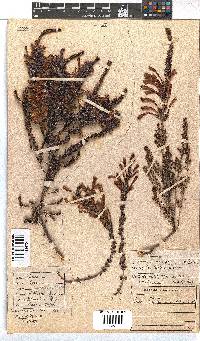 Erica densifolia image