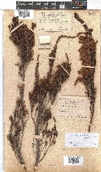 Erica discolor image