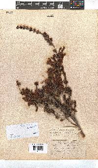 Erica discolor image