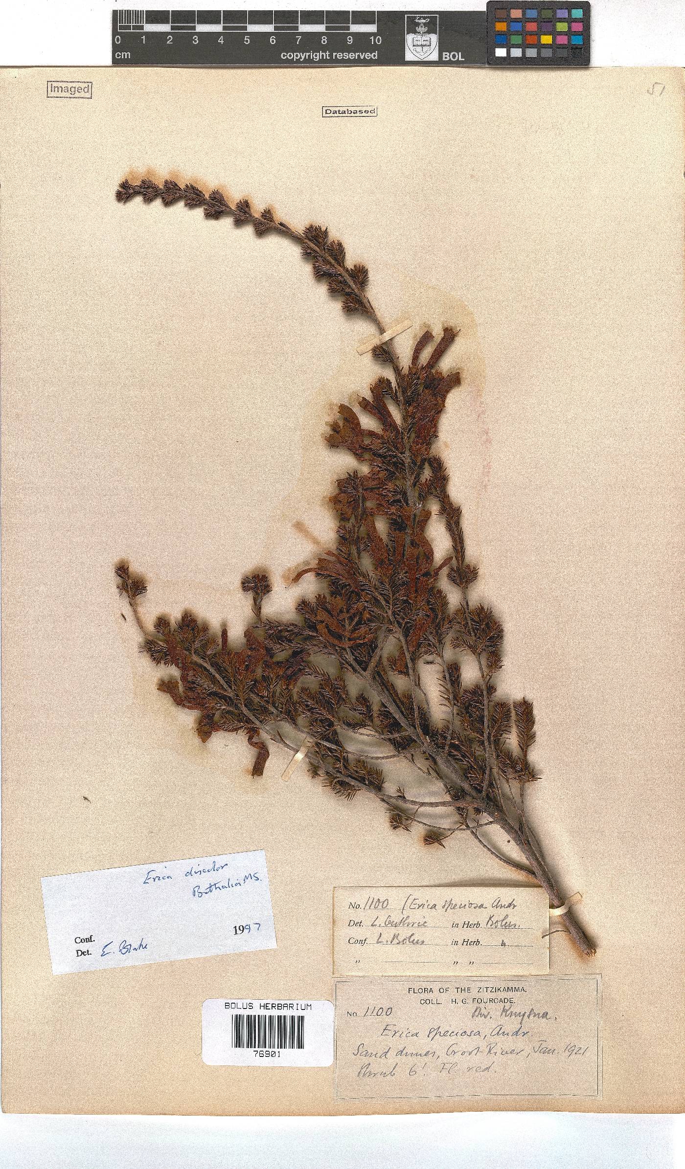 Erica discolor image