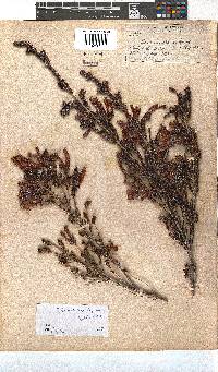 Erica diaphana image