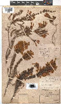 Erica glandulosa subsp. glandulosa image