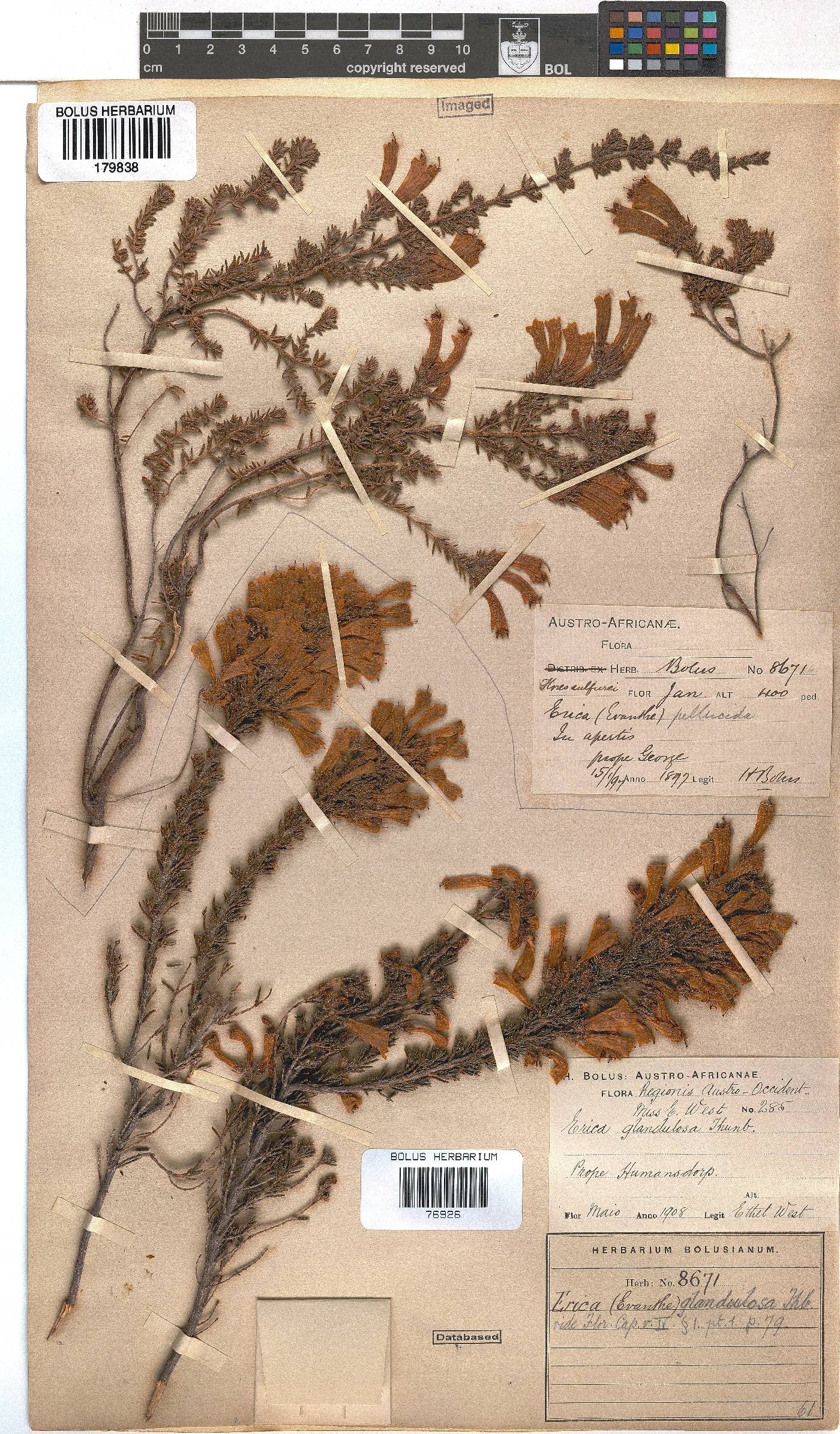 Erica glandulosa image