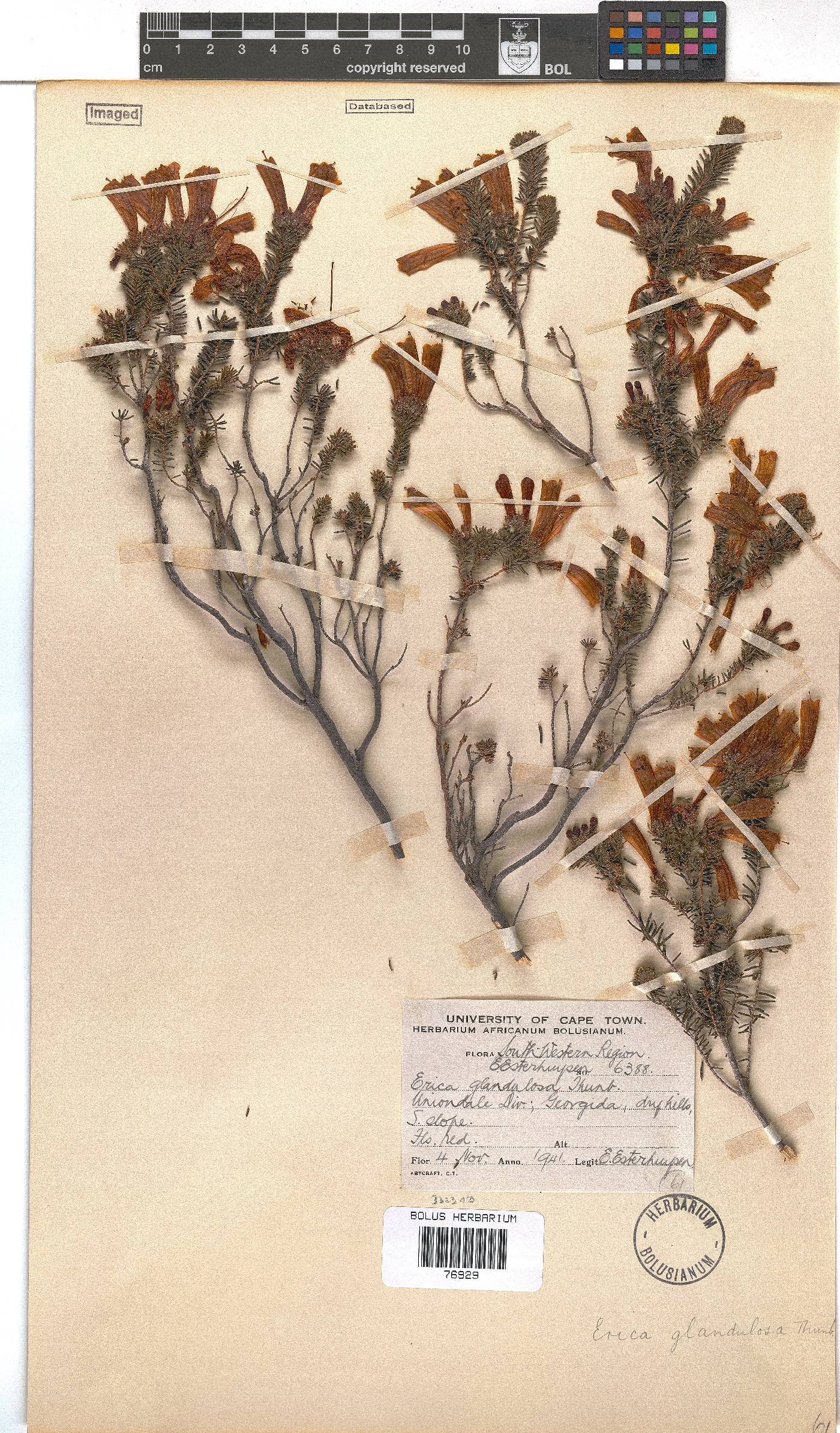 Erica glandulosa subsp. glandulosa image