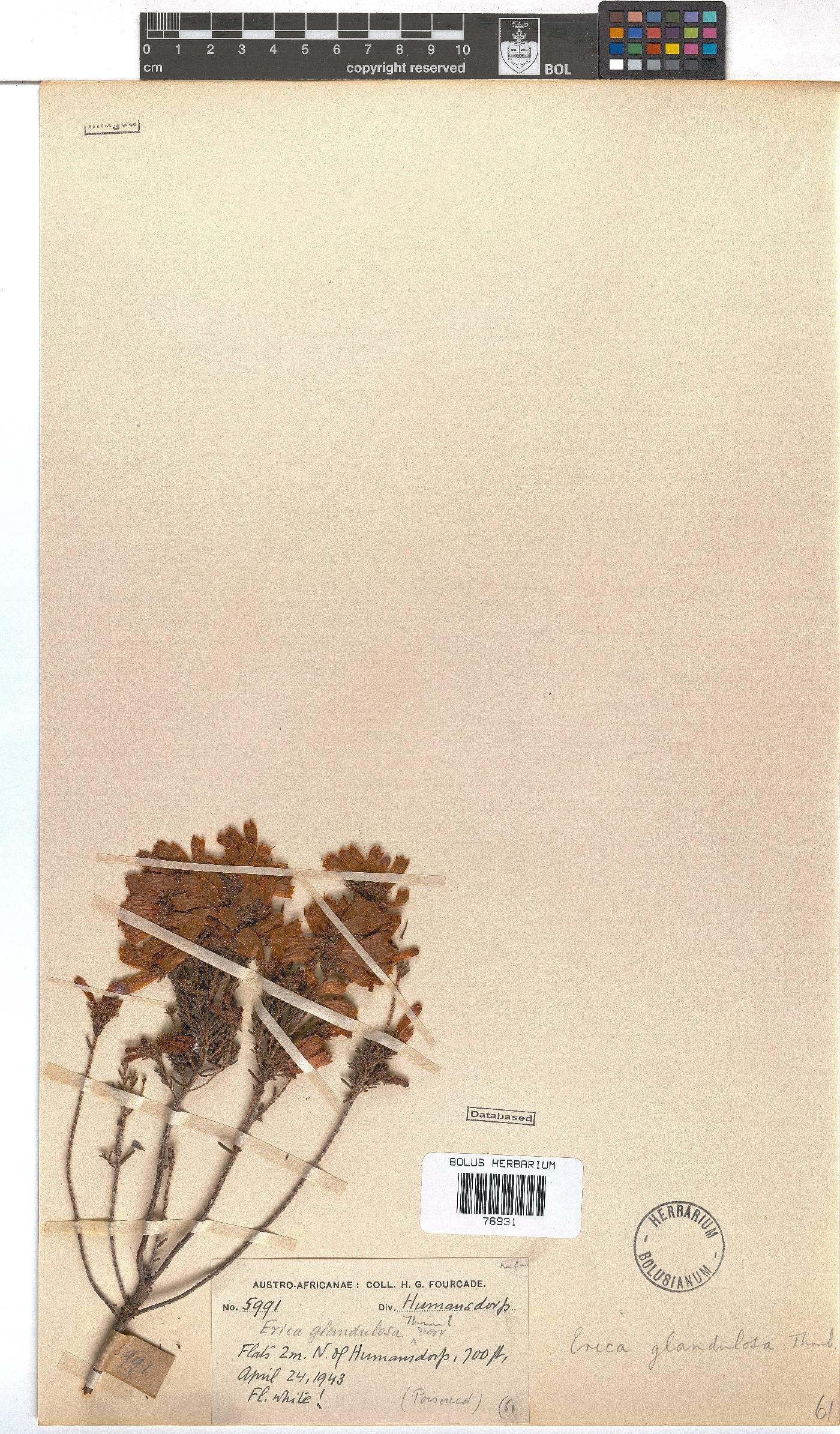 Erica glandulosa image