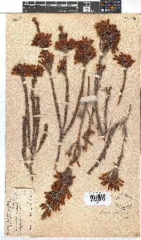 Erica chloroloma image