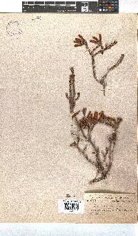 Erica chloroloma image