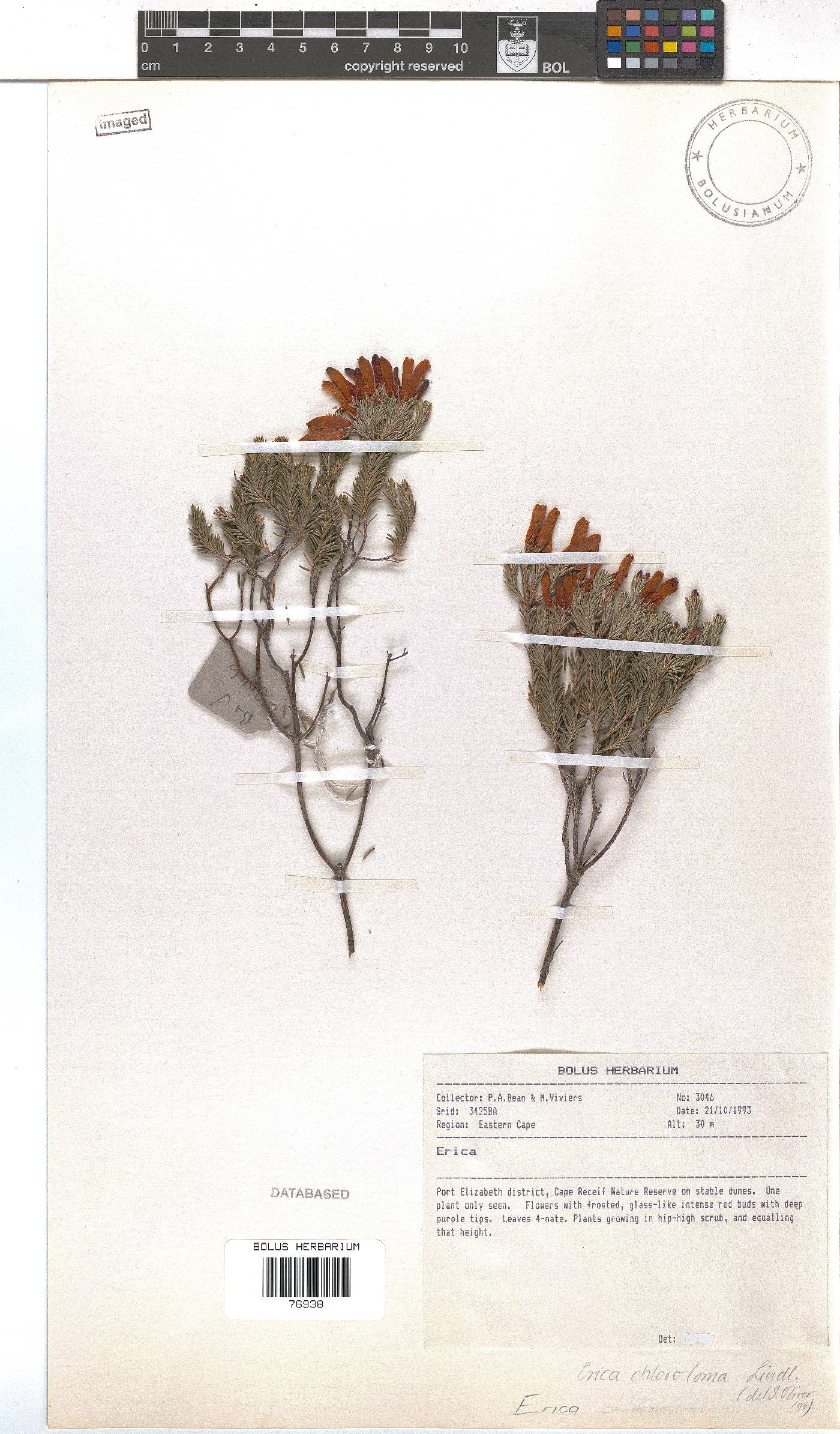 Erica chloroloma image