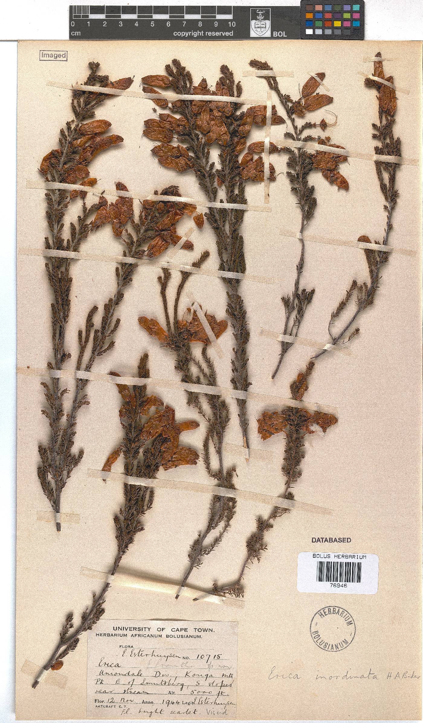 Erica inordinata image