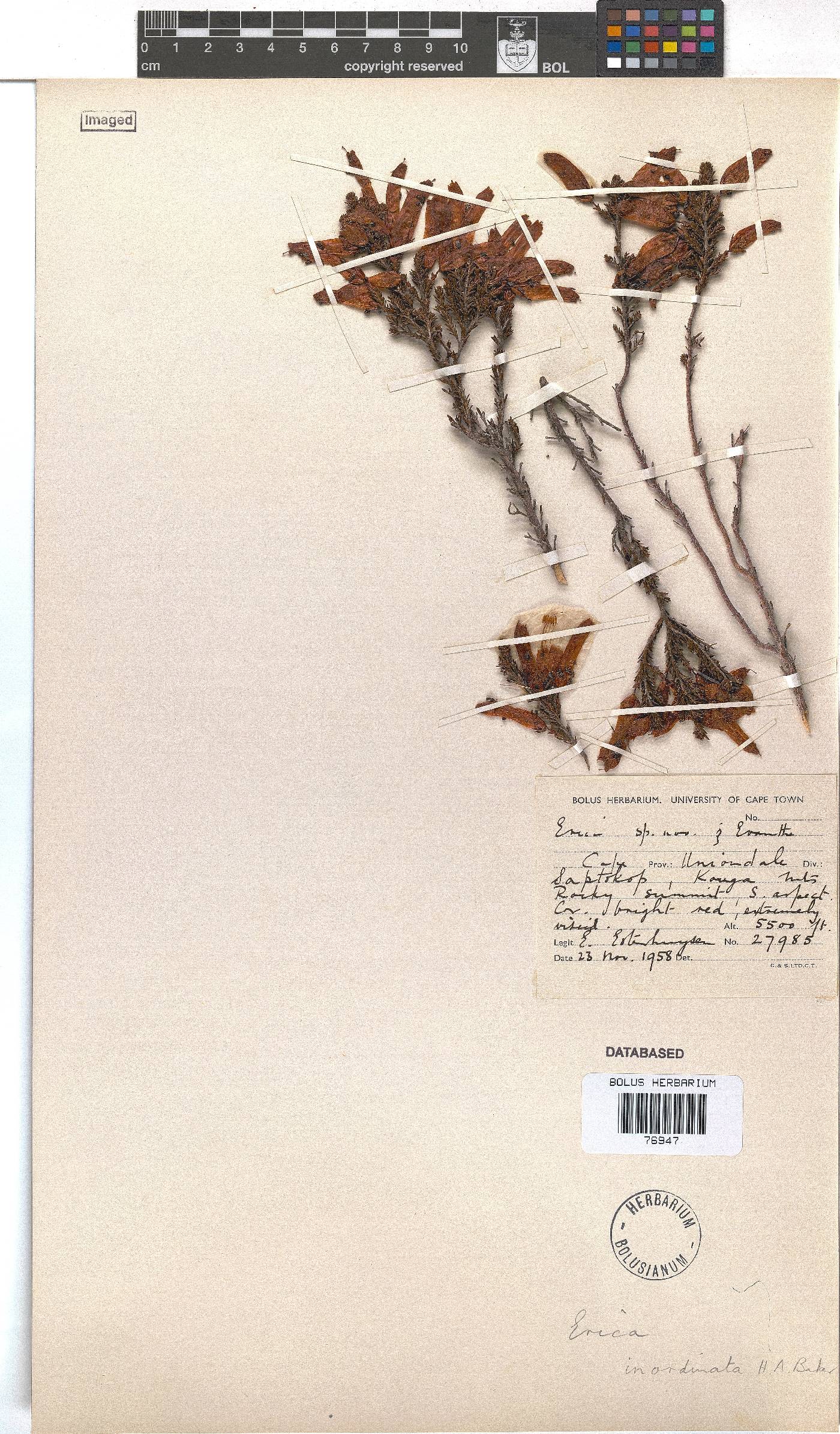 Erica inordinata image