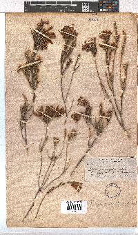 Erica pectinifolia image