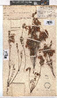 Erica pectinifolia image