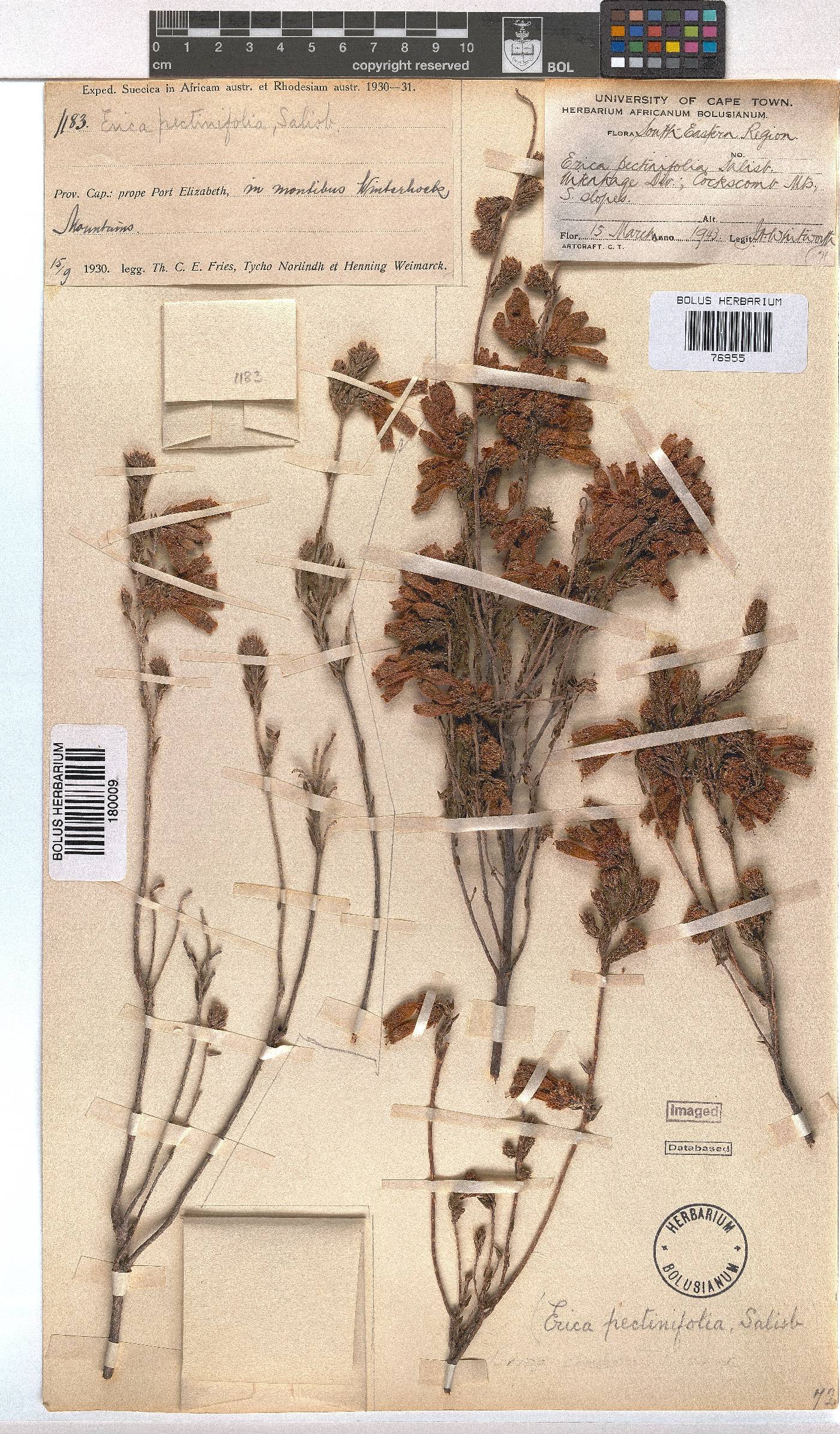 Erica pectinifolia var. pectinifolia image