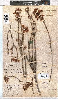 Erica cerinthoides image