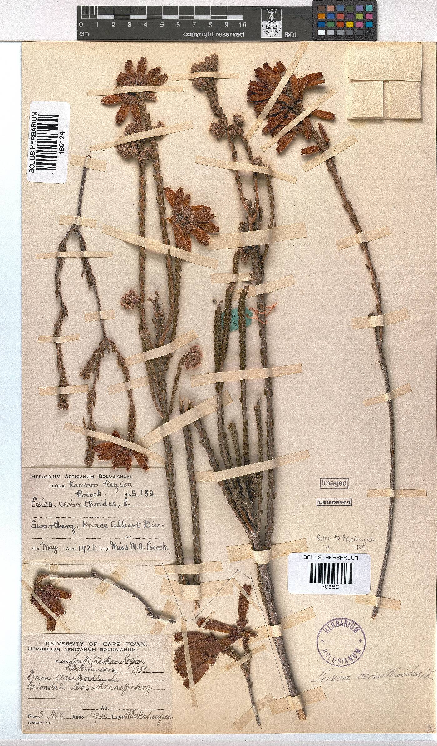 Erica cerinthoides var. barbertona image