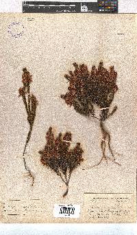 Erica georgica image