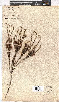 Erica georgica image