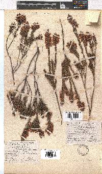 Erica georgica image