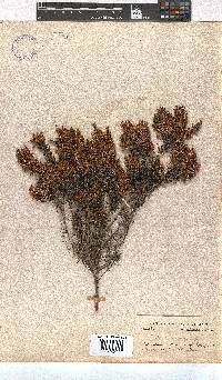 Erica georgica image