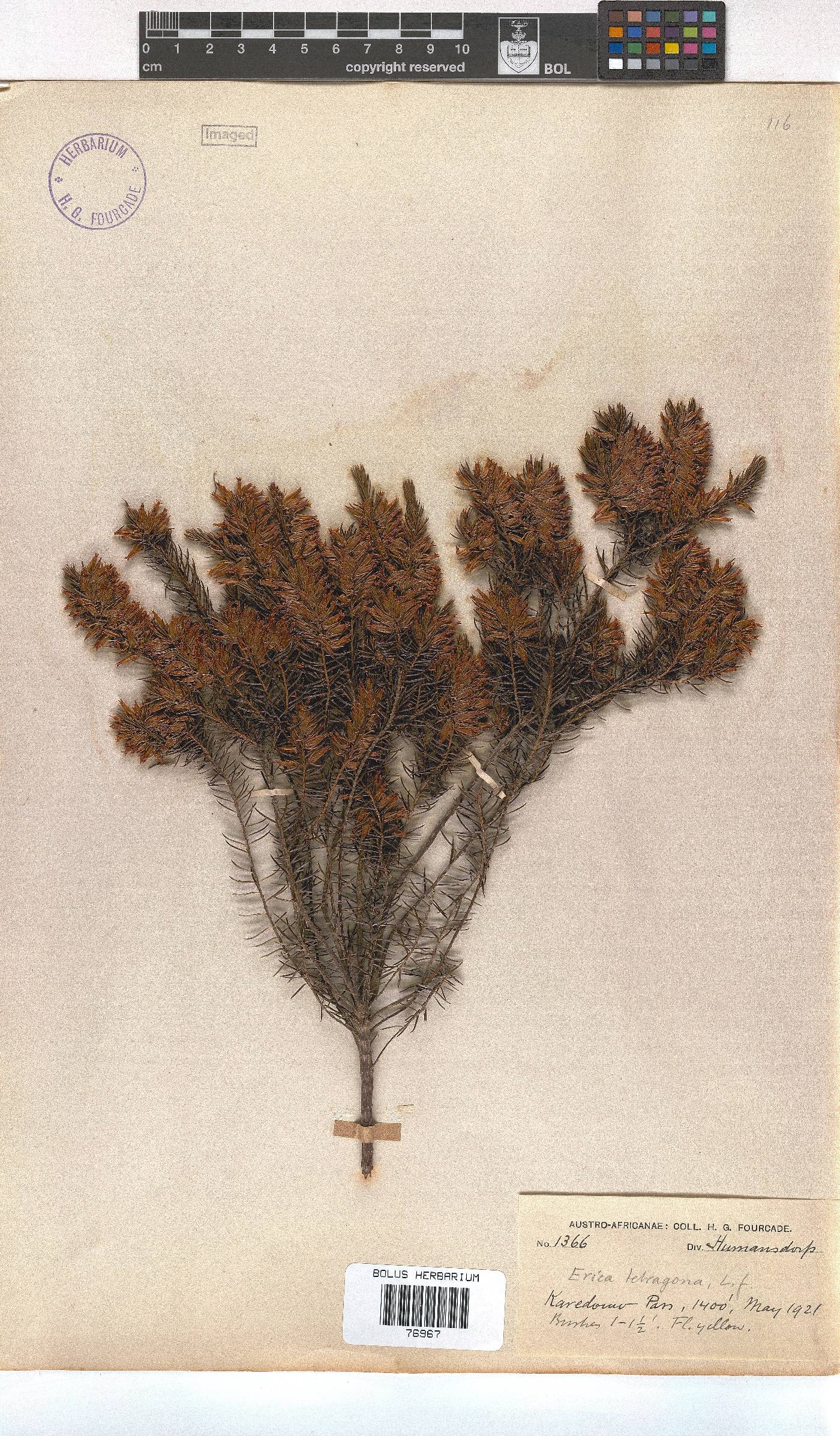 Erica georgica image