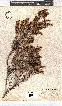 Erica tetragona image