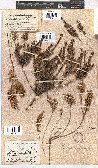 Erica tetragona image