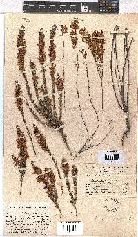 Erica tetragona image