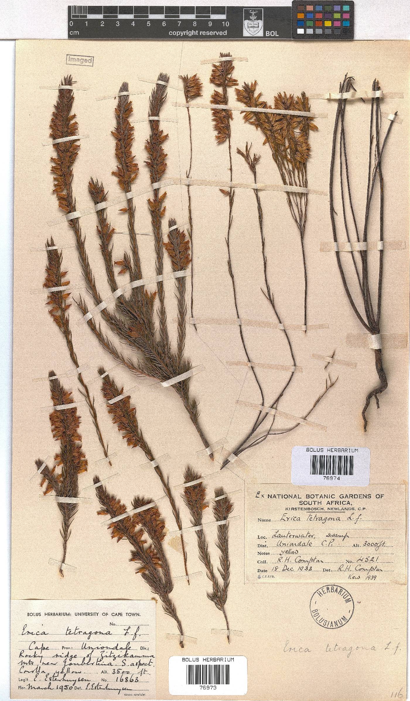Erica tetragona image
