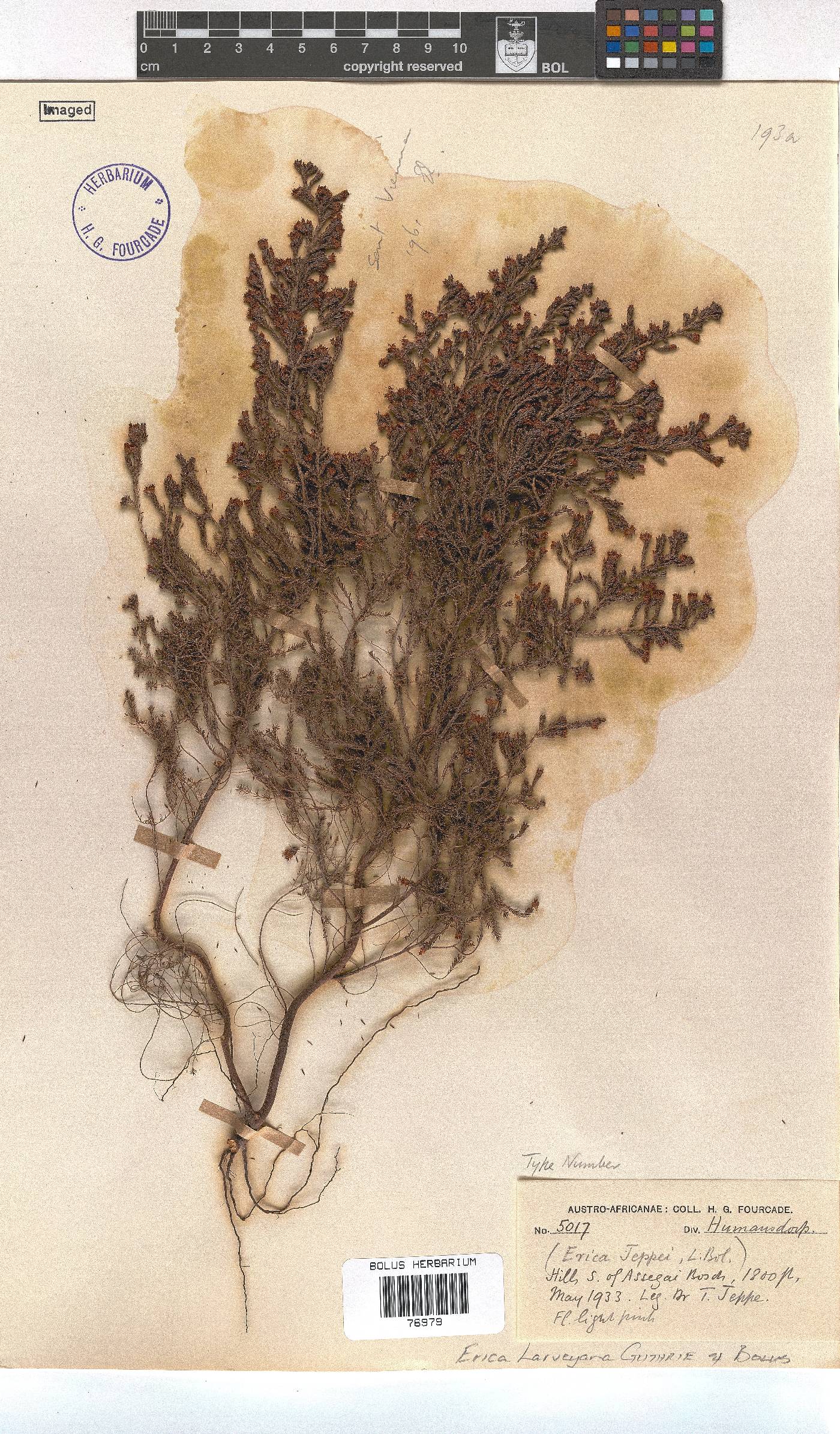 Erica harveyana image