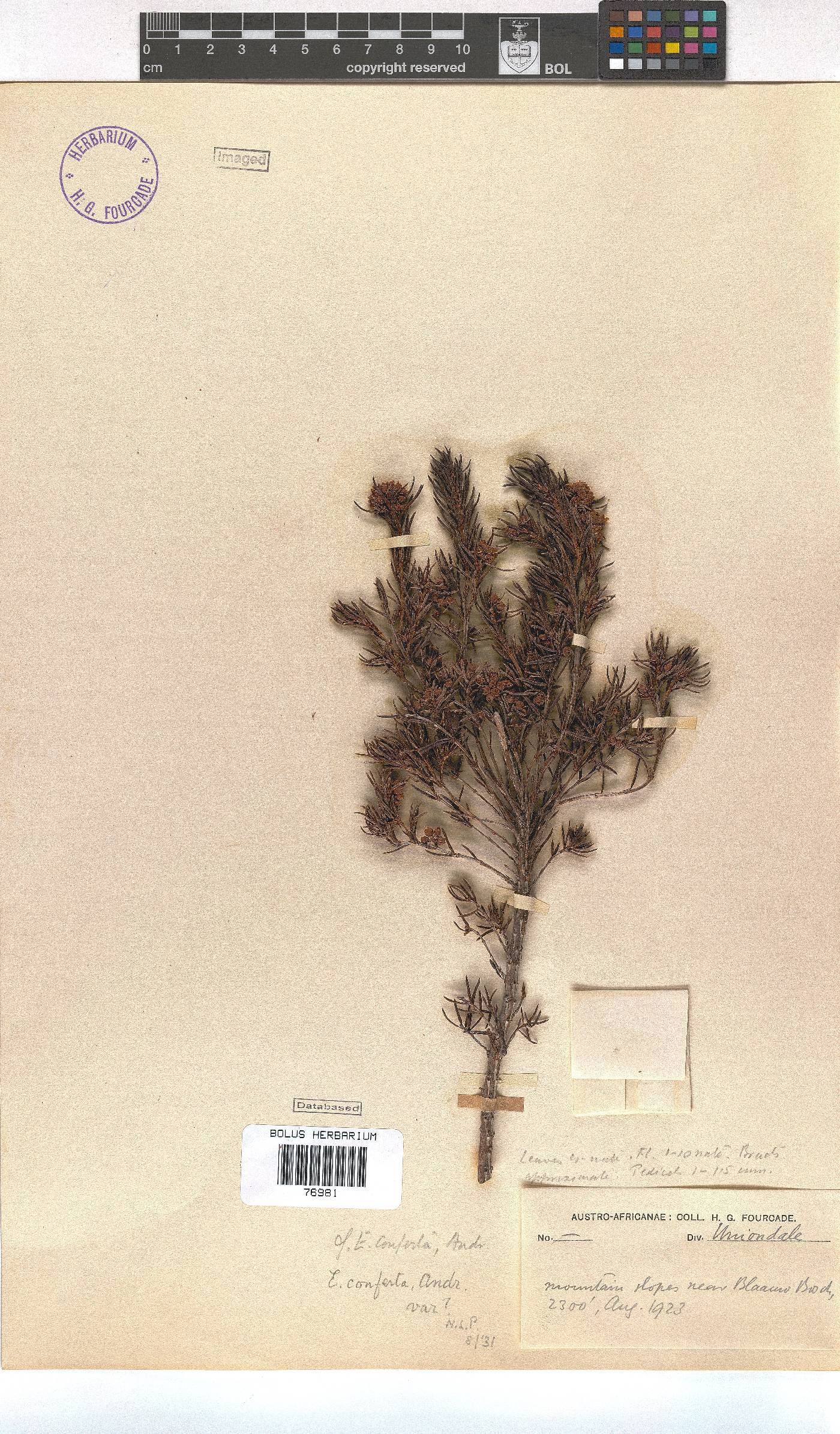 Erica conferta image