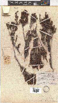 Erica umbelliflora image