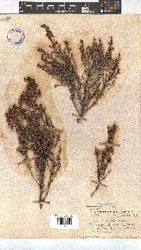 Erica umbelliflora image