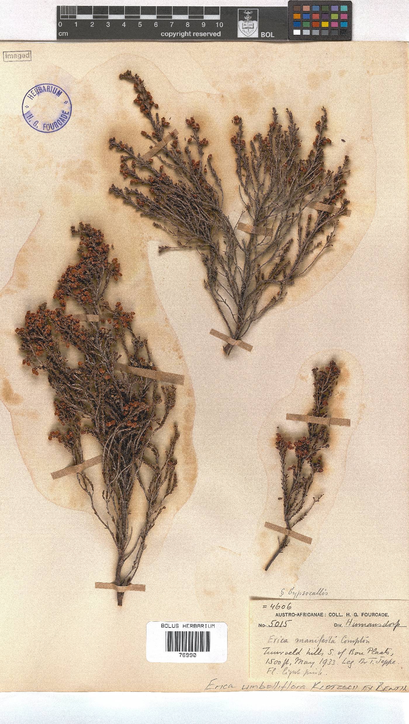Erica umbelliflora image
