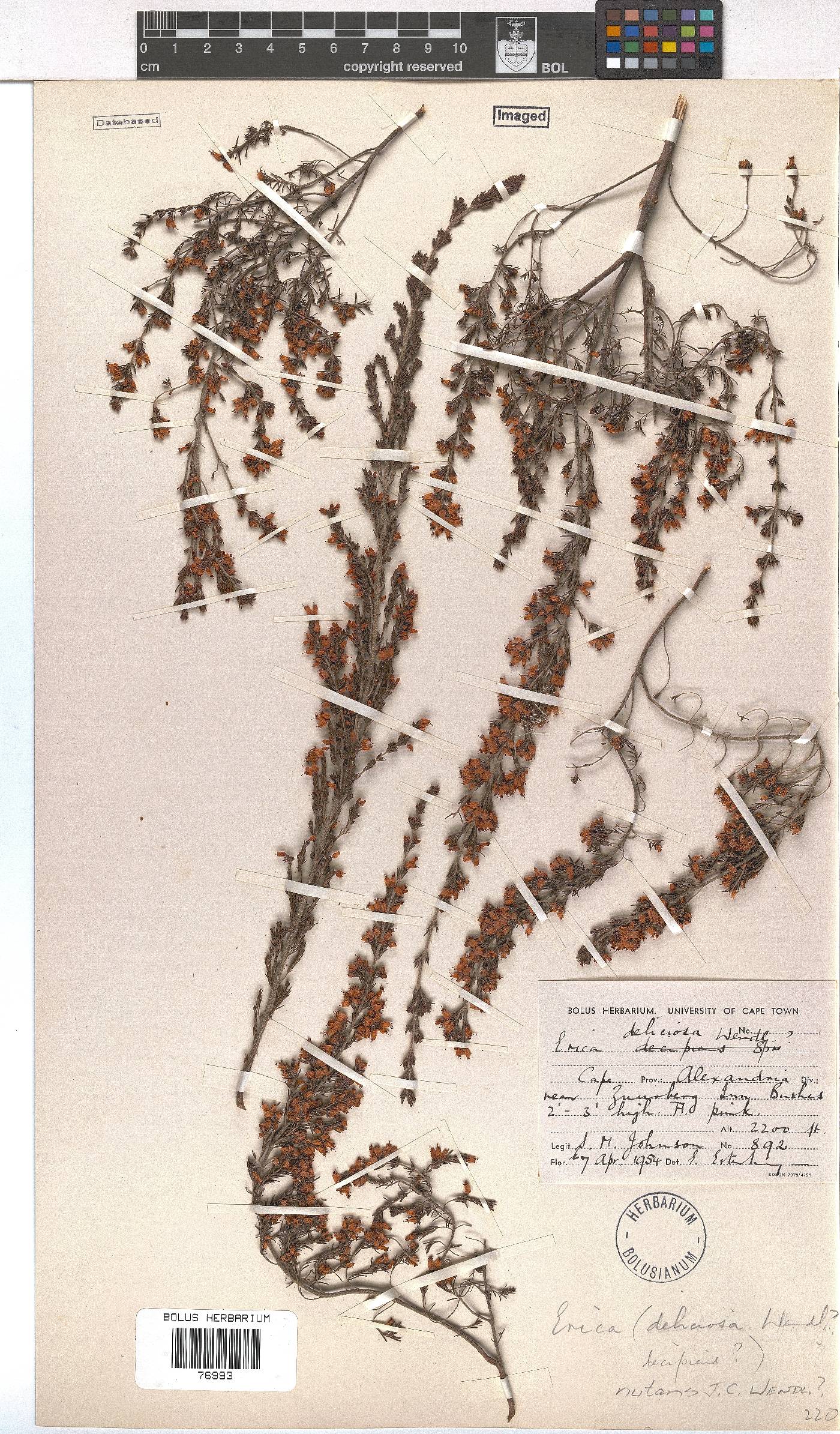 Erica nutans image