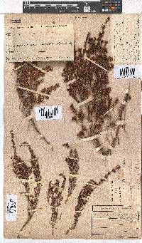 Erica simulans image