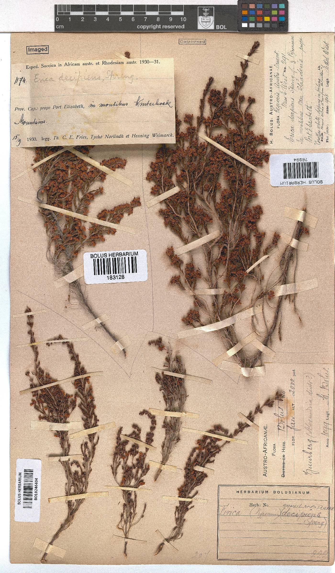 Erica simulans image