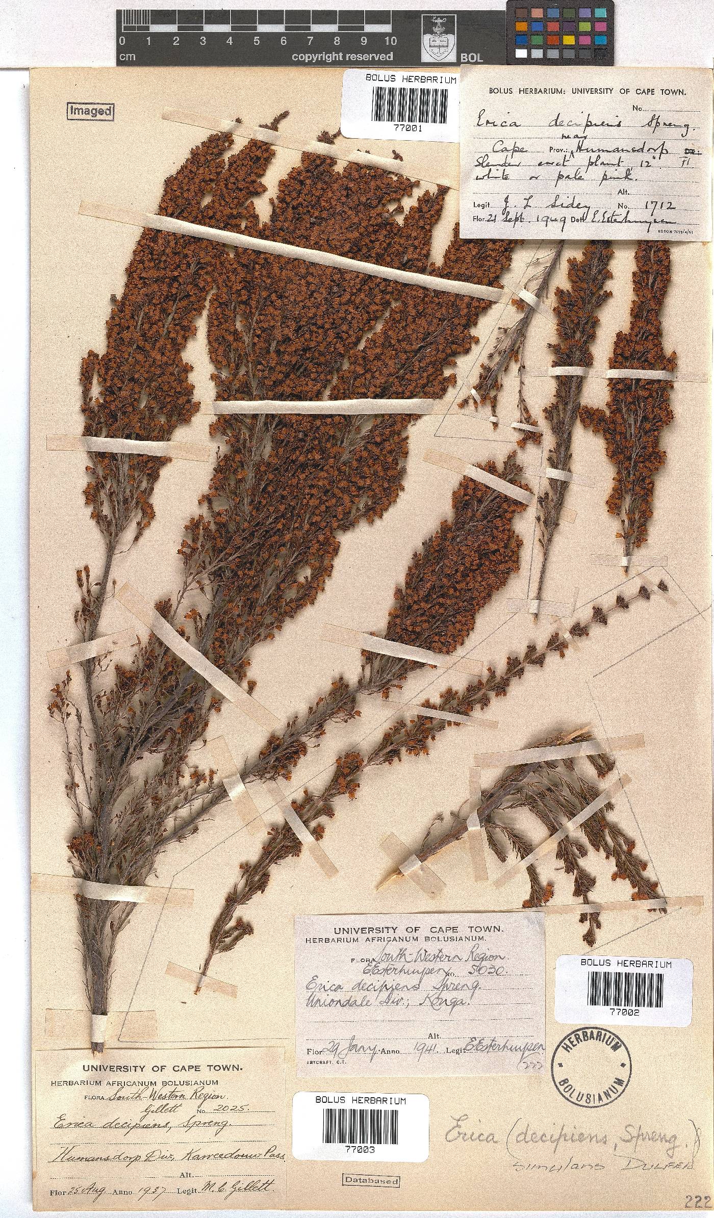 Erica simulans image